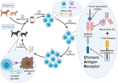 Racing CARs to veterinary immuno-oncology